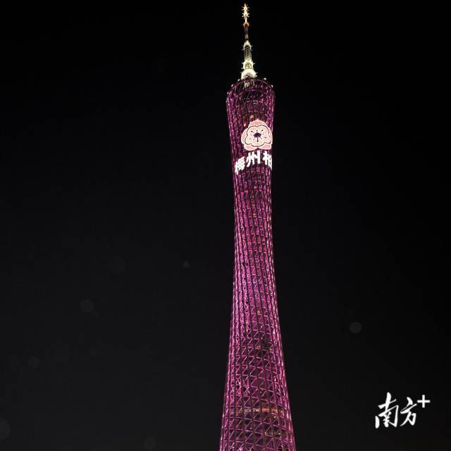 廣東梅州柚再次亮相廣州塔