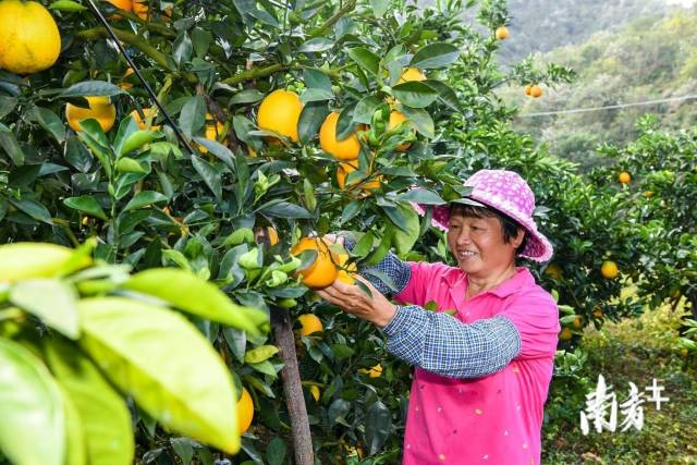 近年來，平遠(yuǎn)縣積極推動(dòng)臍橙省級現(xiàn)代農(nóng)業(yè)產(chǎn)業(yè)園建設(shè)，建成了一批標(biāo)準(zhǔn)化、智能化管理的現(xiàn)代果園。（南方日報(bào)記者 何森垚 攝）