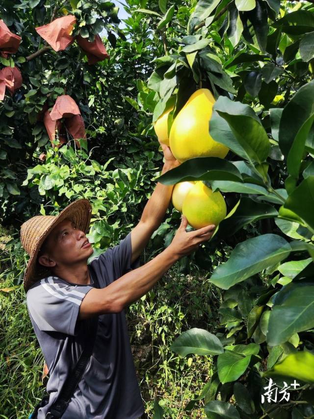 蜜柚逐漸成熟，即將上市銷售。馬吉池 攝