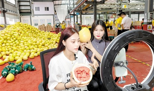 梅州蜜柚迎來(lái)銷售旺季