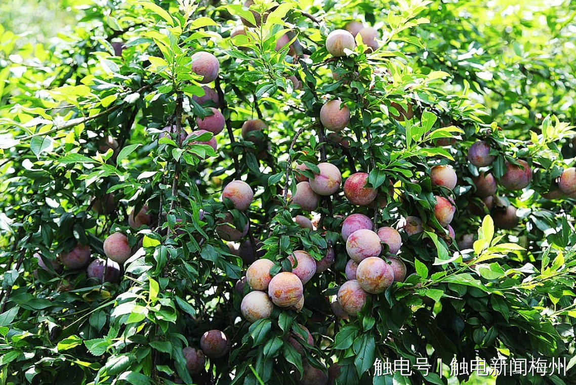 文章配圖