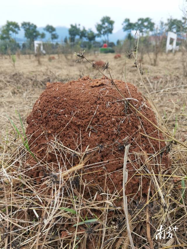 野外紅火蟻蟻巢。  受訪者供圖
