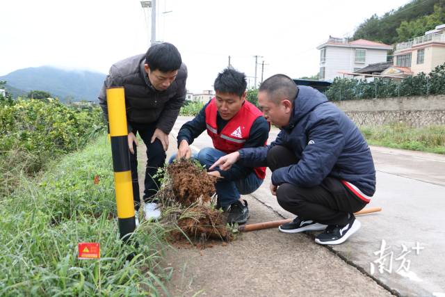 農(nóng)業(yè)部門人員正在檢查紅火蟻防治成效。魏麗文攝