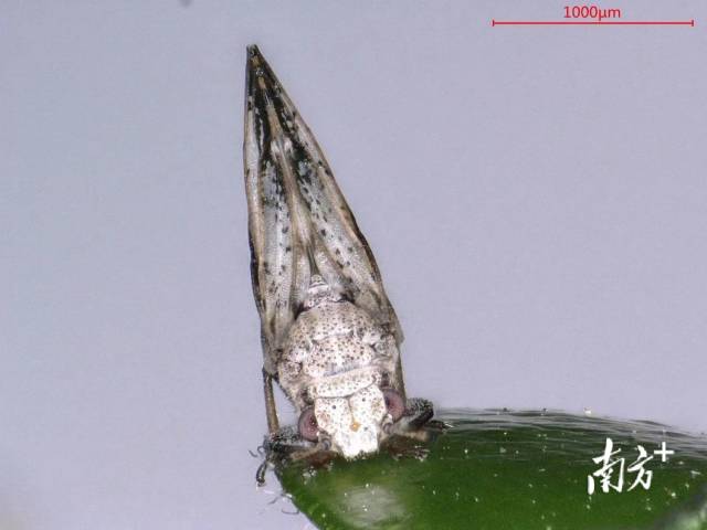 解剖鏡放大后的木虱成蟲。受訪者供圖