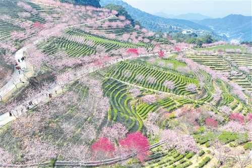 黨建引領(lǐng)鄉(xiāng)村綠化蔚然成風(fēng)：梅州市連續(xù)兩年超額完成年度種植計劃